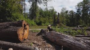 Best Lot and Land Clearing  in Horse Cave, KY