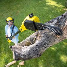 Best Root Management and Removal  in Horse Cave, KY