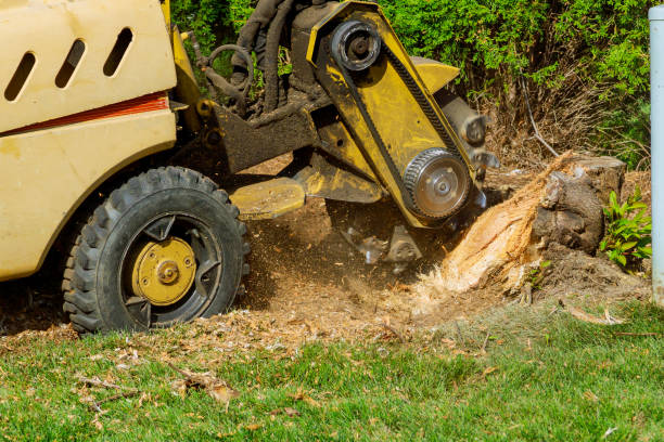 Best Tree Trimming and Pruning  in Horse Cave, KY