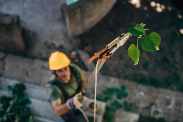 Best Tree Removal  in Horse Cave, KY