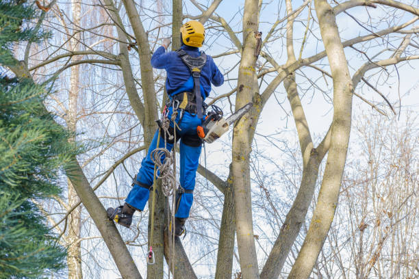 How Our Tree Care Process Works  in  Horse Cave, KY
