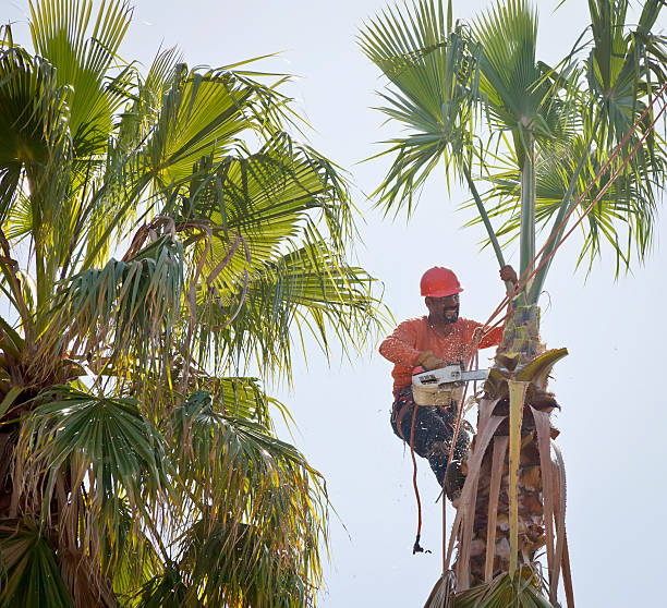 Best Tree Preservation Services  in Horse Cave, KY